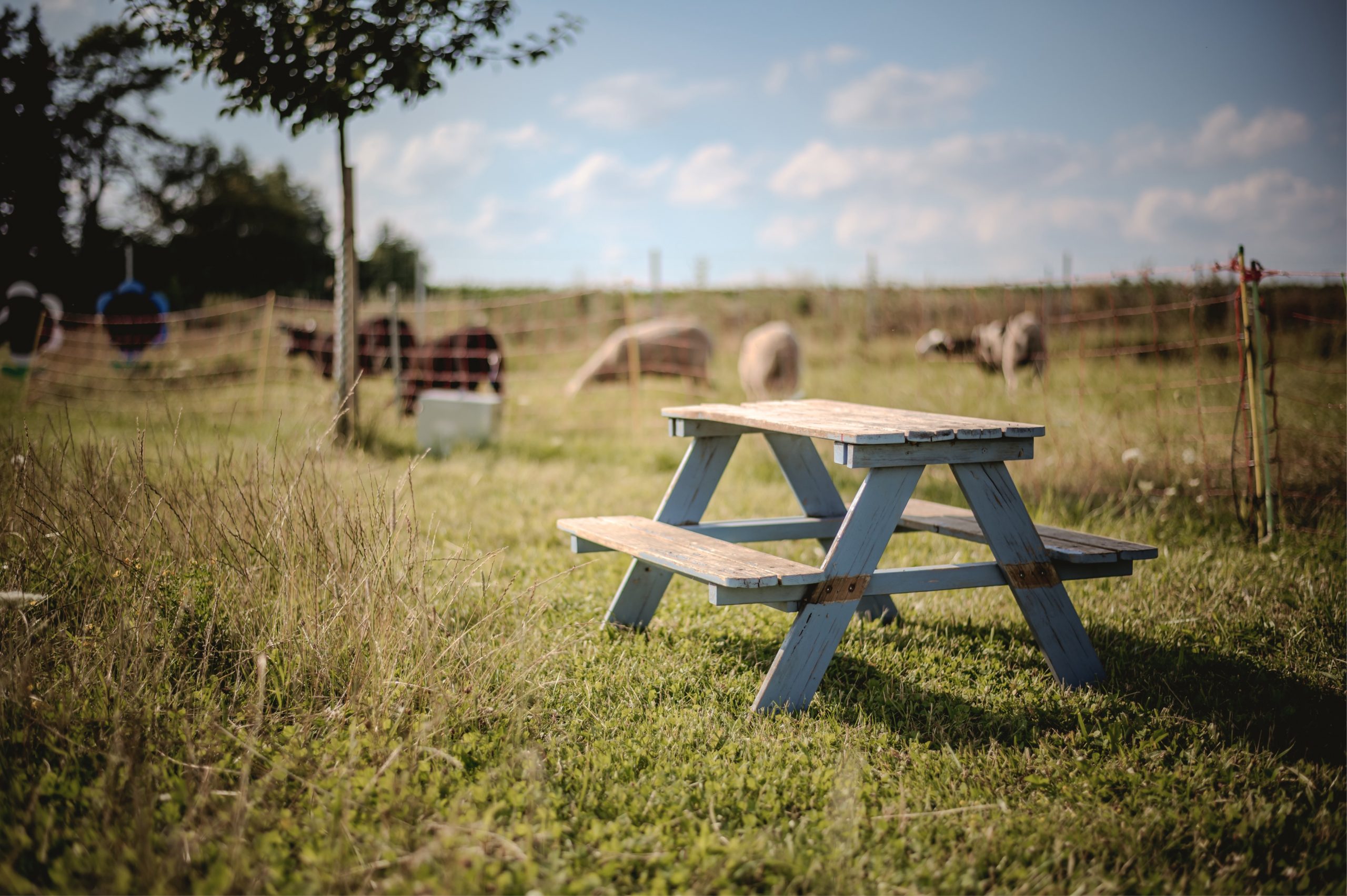 Picknicktisch mit weidenden Tieren im Hintergrund