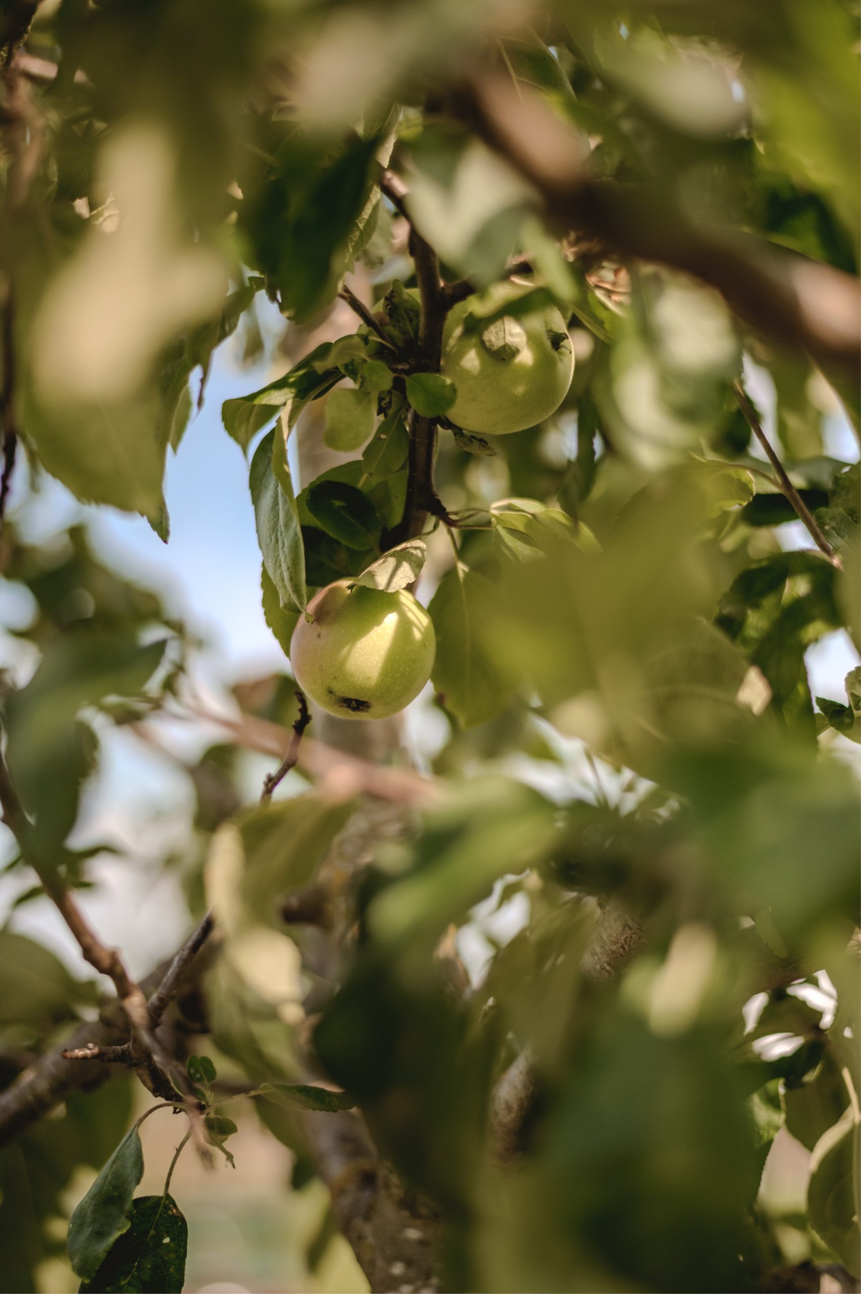 Äpfel an einem Baum auf dem Gelände
