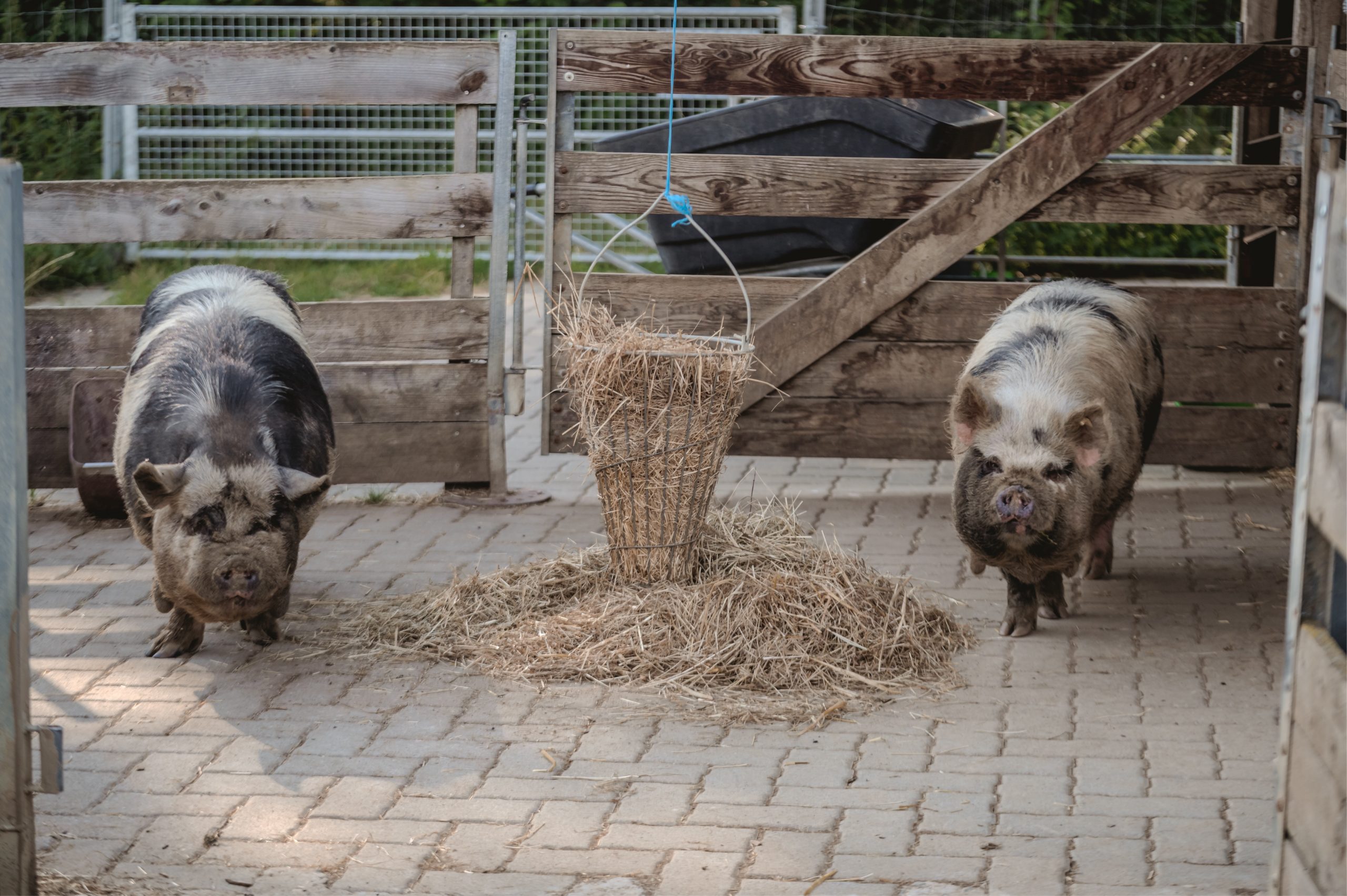 Zwei Kune-Kune-Schweine fressen Heu