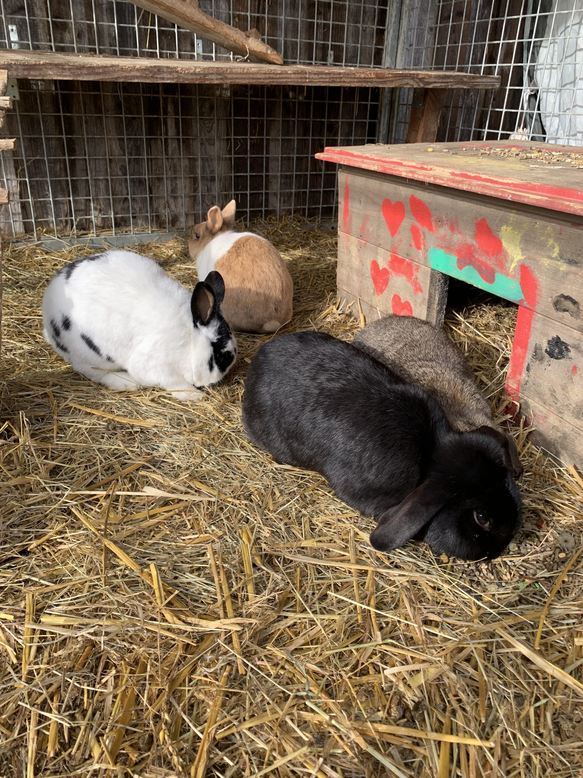 Vier Hasen sitzen im Stroh