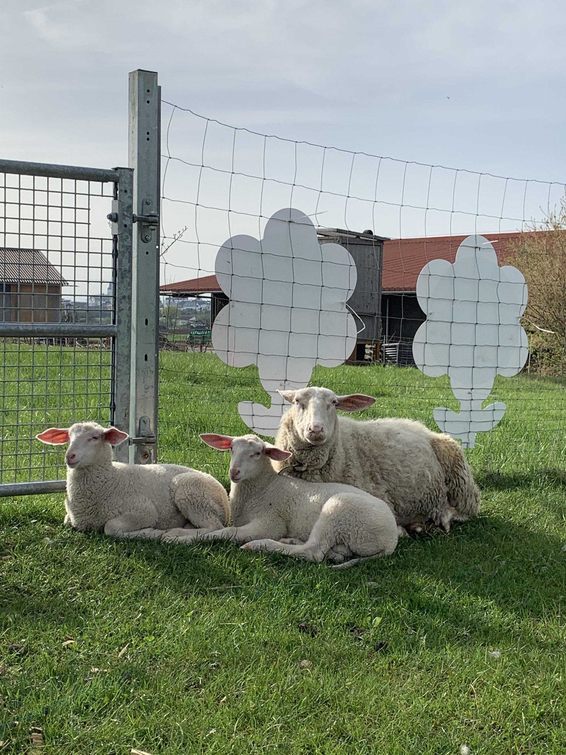 Mutterschaf mit zwei Lämmern auf der Weide