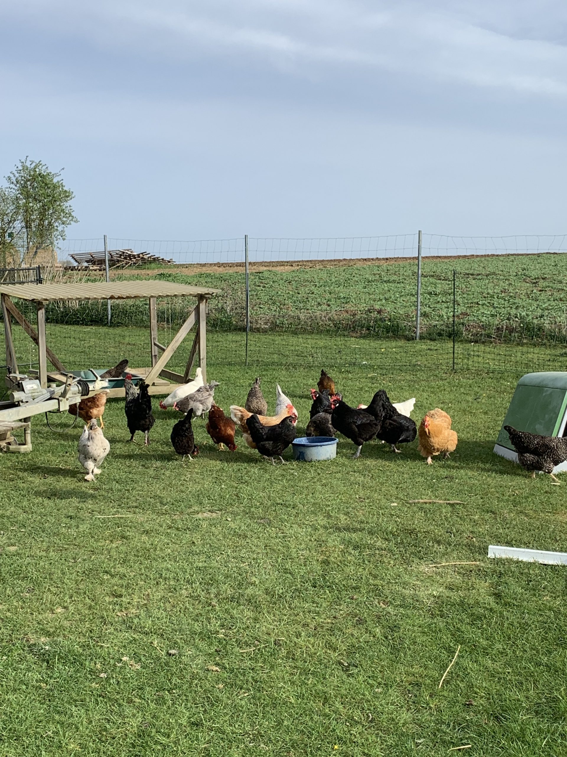 Eine Gruppe Hühner auf der Wiese